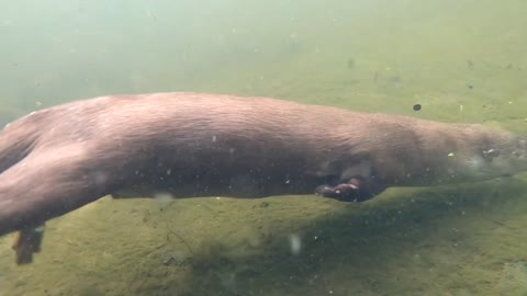 Otter swimming underwater