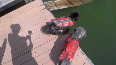 Timid Pup Takes a Dip off Dock