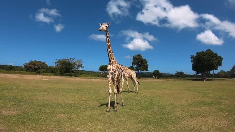 Giraffe Family. Asian National Zoo. Singapore