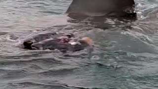 Great White Shark Comes Under The Surface In The Shallows