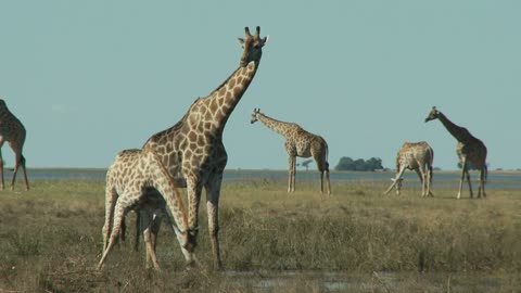 Group Of Giraffes
