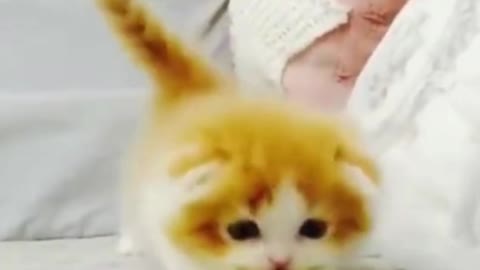 Cat Reaction to Playing Toy - cute baby cat