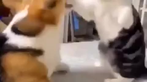 Standing cat slaps