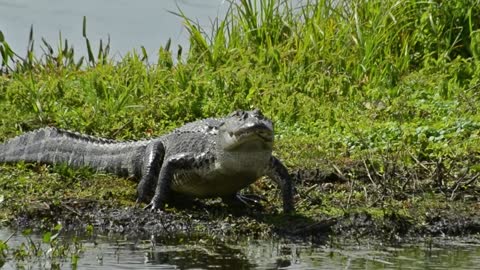 How fast is an American alligator out of its natural habitat?