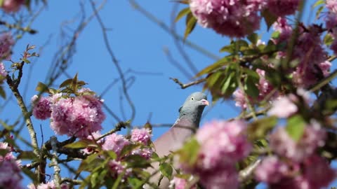 Video capture of a wonderful pigeon on a branch