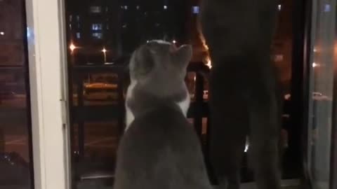 CATS WATCHING THE STARS