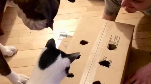 Hot Dog in a Box Game Entertains Curious Doggo