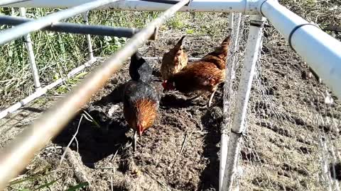 Chickens help with garden clean-up