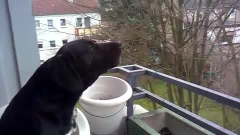 A dog imitating amazing sounds