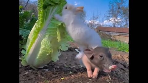 The little pig helps the rabbit eat cabbage💕