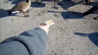 Geese eating right from my hand!