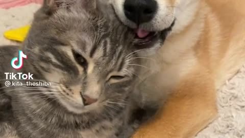 Dog and cats videos