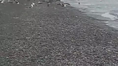 Birds on the shore