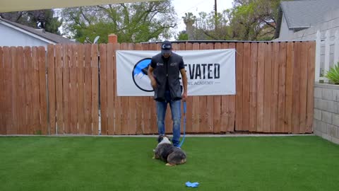 DOG FUNDAMENTALS TRAINING: NEXT STEP