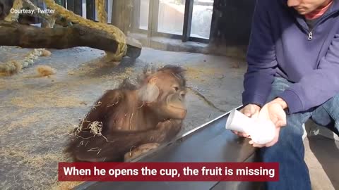 Magician has an orangutan in splits - Magix orangutan reaction