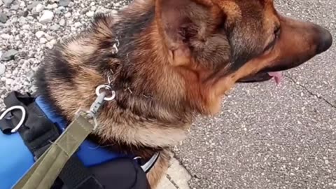 Service dog compilation