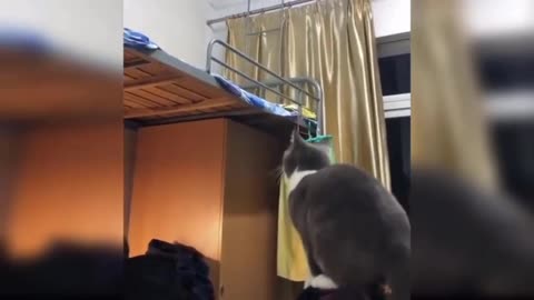 Cat falls on 😺😺 cat masti. || Animals funny videos ||😁😁🔥🔥🤣🤣😂😂