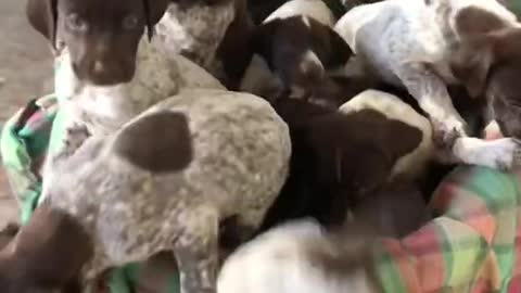 GSP pups