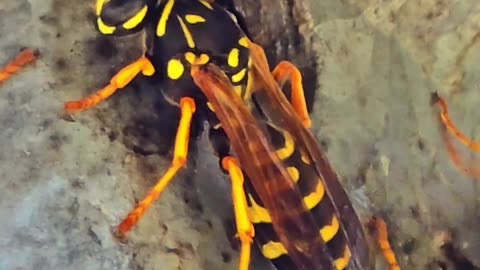 Wasps on a railing / beautiful insects in nature.