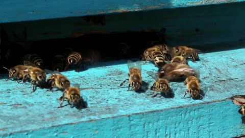 Swarm of bees near a beehive