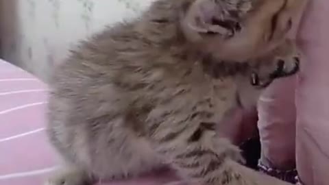 Funniest Cats and Kittens