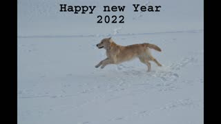 2022 New Year Dogs