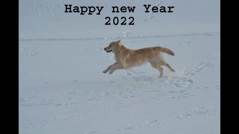2022 New Year Dogs