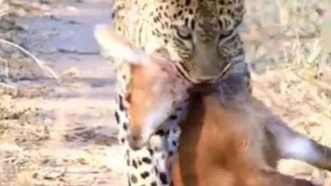 Leopard’s Successful Hunt