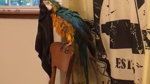 Owner takes shower, parrot plays with shower curtains