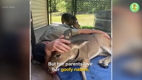 Family Rescues a Deer that Changes Their Life