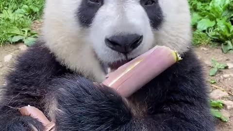 Pandas eat bamboo shoots
