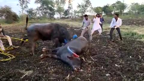 Indian Real Bull fighting in Ground