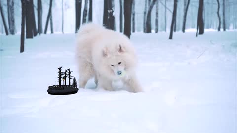 weißer hund der im schnee spilt