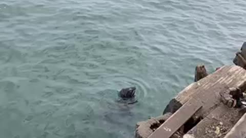 Cute Seal Begging for Food