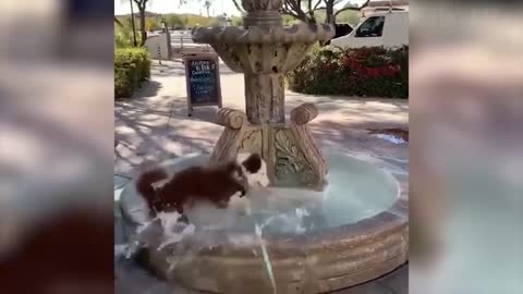 🐶 Dogs and 😻 Cats - Funny Pets Videos you will see