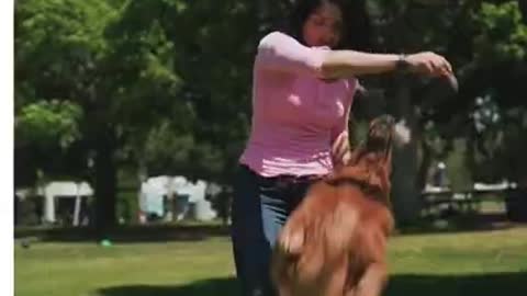 Basic Rules for Dog Training