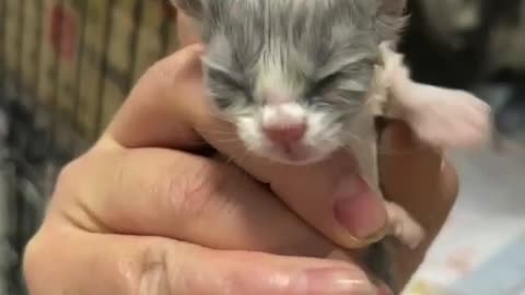 Show everyone a newborn kitten