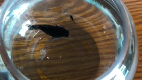 New born fish in aquarium