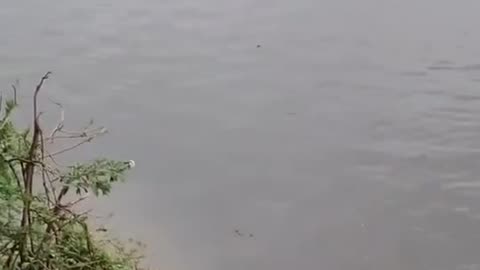 A BABY MONKEY FALLS OFF A TREE INTO THE RIVER