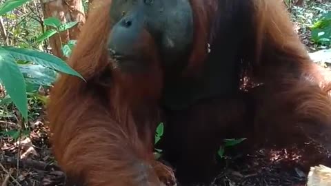 Adult male orangutan eating jackfruit - Tanjung Puting Tourism Park, Central Kalimantan
