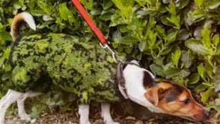 Camouflage Sweaters For All Members Of Your Family