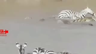 zebra brutally attacked by crocodiles 🐊😱😱😱