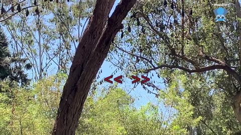 Rescued flying-fox in care day two; this is Aeolia on night two.mp4