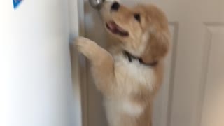 Witty puppy tries opening door