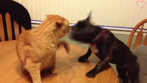 Cat vs Dogs fighting #viral