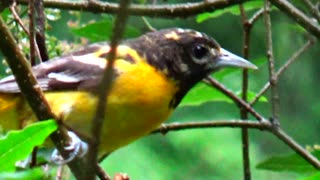 Oriole