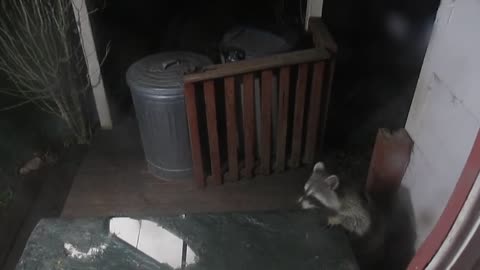 Raccoon struggles to climb table