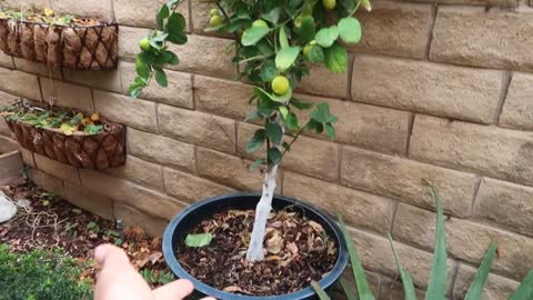 Limes-How to Plant!