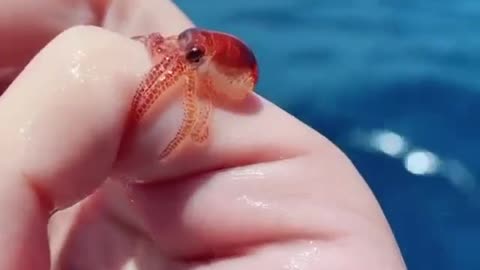Cutest baby octopus ever