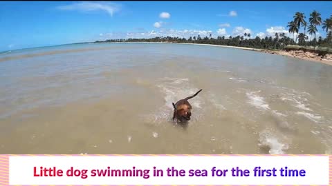 Little dog swimming in the sea for the first time